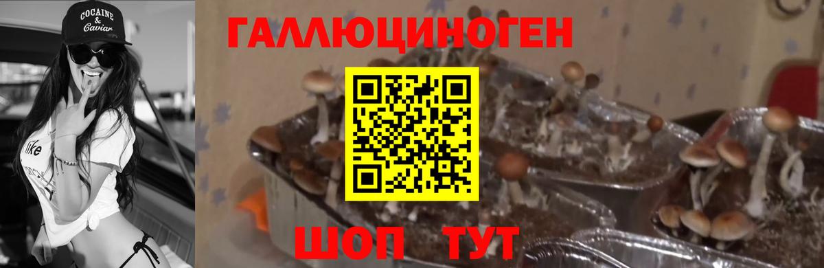 Псилоцибиновые грибы Psilocybine cubensis Новозыбков